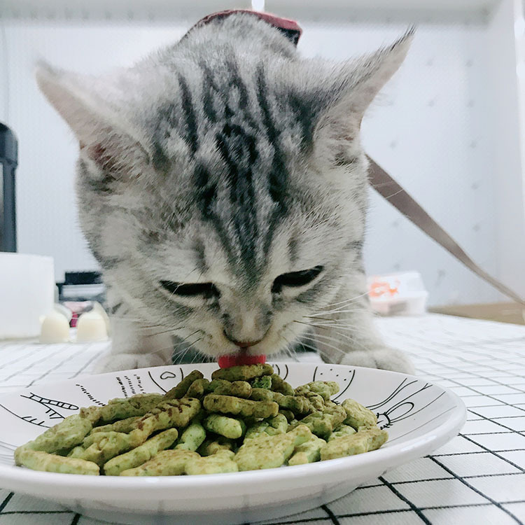 ?山東派克：寵物食品廠家踏實(shí)做貓糧體貼做服務(wù)