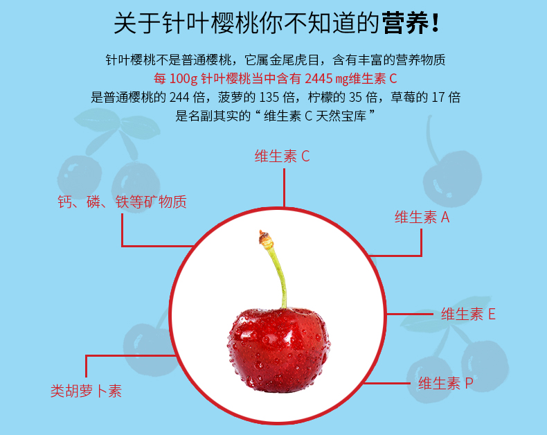 針葉櫻桃VC_03.jpg
