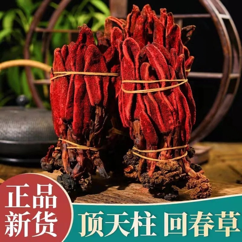 回春草 正宗不老草粉云南野生草蓯蓉粉泡 酒料煲湯泡水 批發零售.jpg