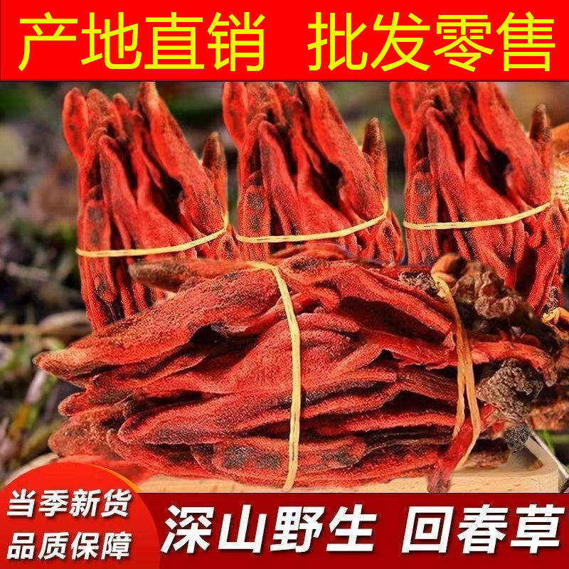 云南野生整株回春草不老草頂天柱起陽(yáng)草擎天柱男性泡酒煲湯滋補(bǔ).jpg