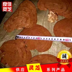 產地山東帶孢子粉赤芝量大從優可OEM/ODM代工